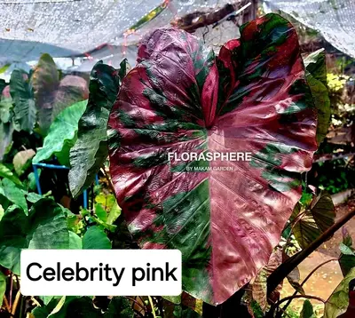 Colocasia Celebrity Pink — rare Colocasia plant from Thailand