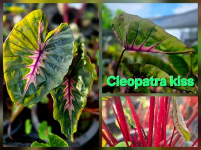 Colocasia Cleopatra Kiss — rare Colocasia plant from Thailand