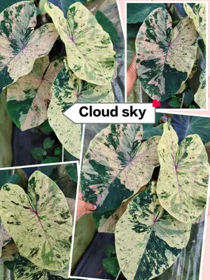 Colocasia Cloud Sky — rare Colocasia plant from Thailand