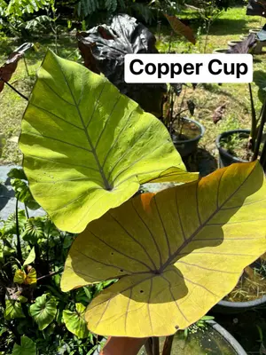 Colocasia Copper Cup — rare Colocasia plant from Thailand