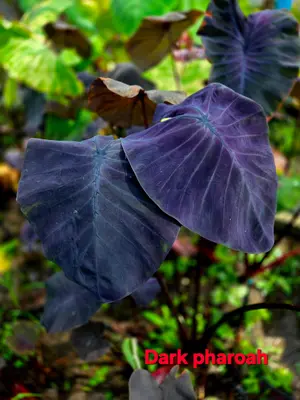 Colocasia Dark Pharaoh — rare Colocasia plant from Thailand