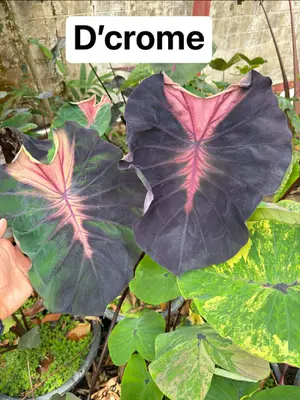 Colocasia D'crome — rare Colocasia plant from Thailand