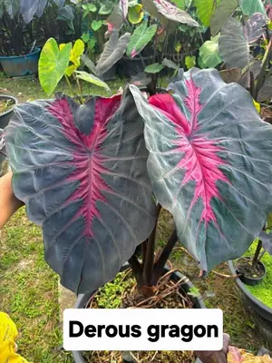 Colocasia Derous Dragon — rare Colocasia plant from Thailand