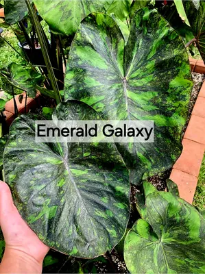 Colocasia Emerald Galaxy — rare Colocasia plant from Thailand