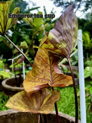 Colocasia Emperor Tea Cup — rare Colocasia plant from Thailand