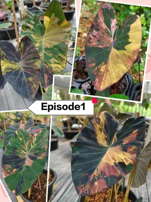 Colocasia Episode 1 — rare Colocasia plant from Thailand