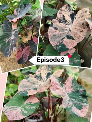 Colocasia Episode 3 — rare Colocasia plant from Thailand