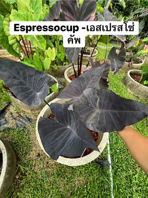 Colocasia Espresso Cup — rare Colocasia plant from Thailand