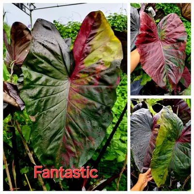 Colocasia Fantastic — rare Colocasia plant from Thailand