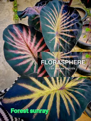 Colocasia Forest Sunday — rare Colocasia plant from Thailand