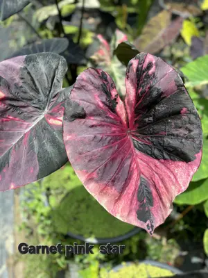 Colocasia Ganet Pink Star — rare Colocasia plant from Thailand