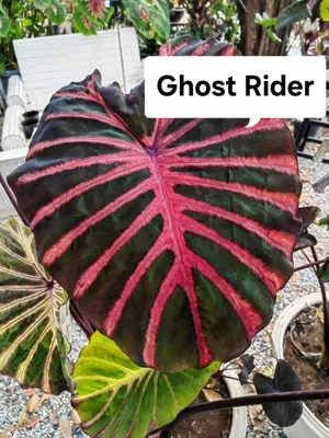 Colocasia Ghost Rider — rare Colocasia plant from Thailand