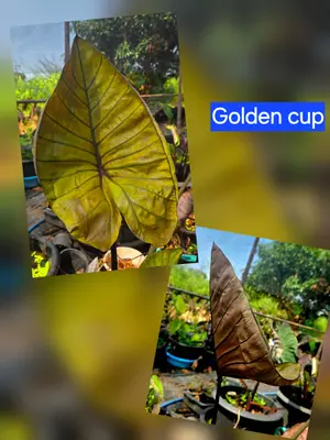 Colocasia Golden Cup — rare Colocasia plant from Thailand