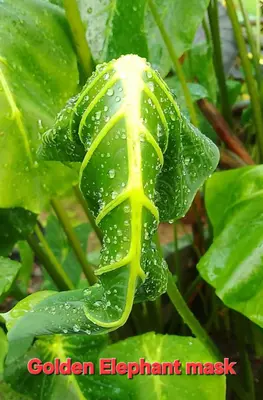 Colocasia Golden Elephant Mask — rare Colocasia plant from Thailand