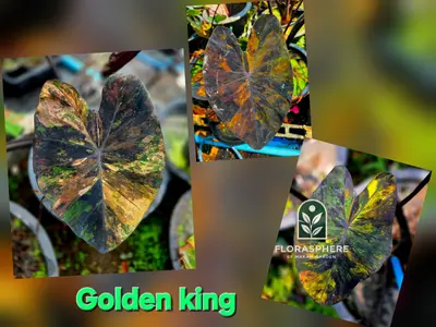 Colocasia Golden King — rare Colocasia plant from Thailand