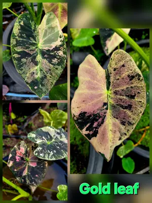 Colocasia Golf Leaf — rare Colocasia plant from Thailand
