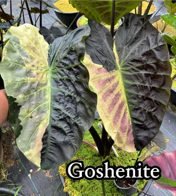 Colocasia Goshenite — rare Colocasia plant from Thailand