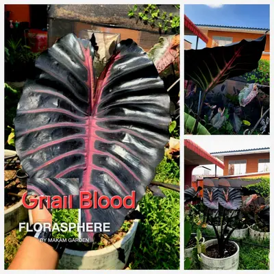 Colocasia Grail of Blood — rare Colocasia plant from Thailand