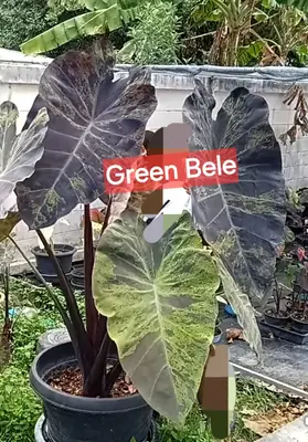 Colocasia Green Bele — rare Colocasia plant from Thailand