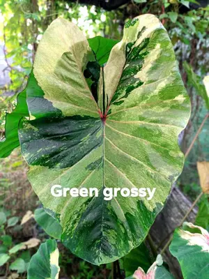 Colocasia Green Glossy — rare Colocasia plant from Thailand