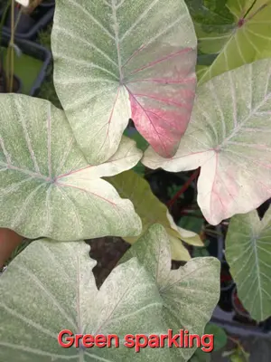 Colocasia Green Sparkling — rare Colocasia plant from Thailand