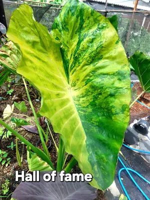 Colocasia Hall of Fame — rare Colocasia plant from Thailand