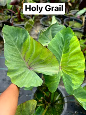 Colocasia Holy Grail — rare Colocasia plant from Thailand