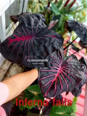 Colocasia Inferno Falls — rare Colocasia plant from Thailand
