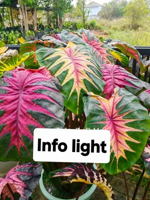 Colocasia Info Light — rare Colocasia plant from Thailand