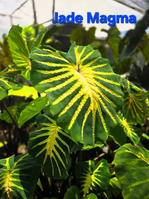 Colocasia Jade Magma — rare Colocasia plant from Thailand
