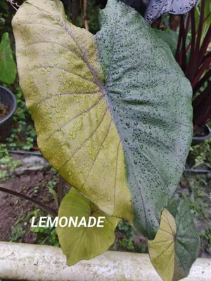 Colocasia LEMONADE — rare Colocasia plant from Thailand