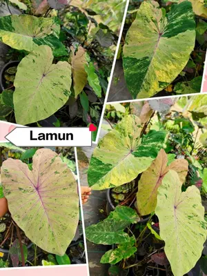 Colocasia Lamun — rare Colocasia plant from Thailand