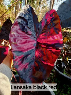 Colocasia Lansaka Black Red — rare Colocasia plant from Thailand