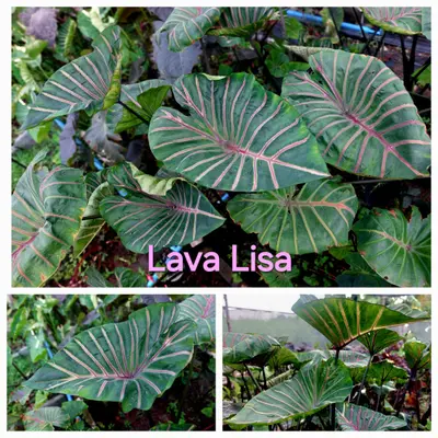 Colocasia Lava Lisa — rare Colocasia plant from Thailand