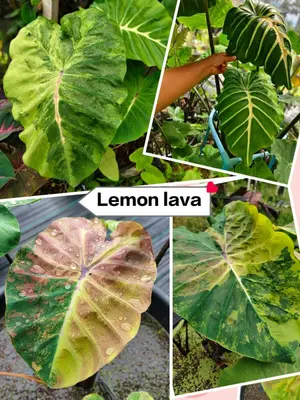 Colocasia Lemon Lava — rare Colocasia plant from Thailand