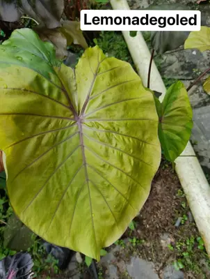 Colocasia Lemonade Gold — rare Colocasia plant from Thailand