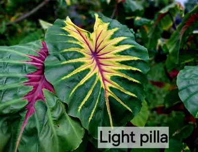 Colocasia Light Pilla — rare Colocasia plant from Thailand