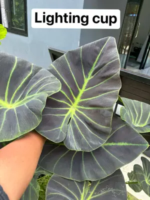 Colocasia Lighting Cup — rare Colocasia plant from Thailand