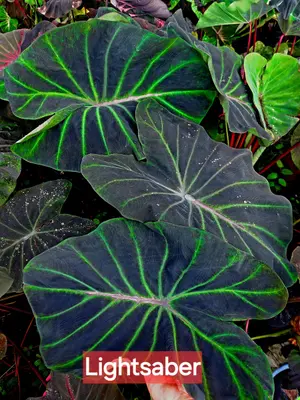 Colocasia Lightsaber — rare Colocasia plant from Thailand