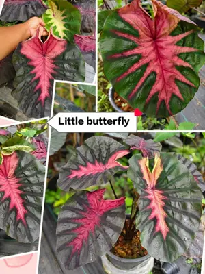 Colocasia Little Butterfly — rare Colocasia plant from Thailand