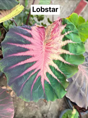 Colocasia Lobster — rare Colocasia plant from Thailand