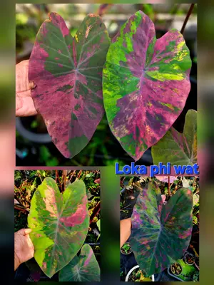 Colocasia Loka Pi Wat — rare Colocasia plant from Thailand