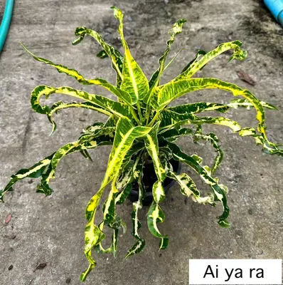 Croton Ai Ya Ra — rare Croton plant from Thailand