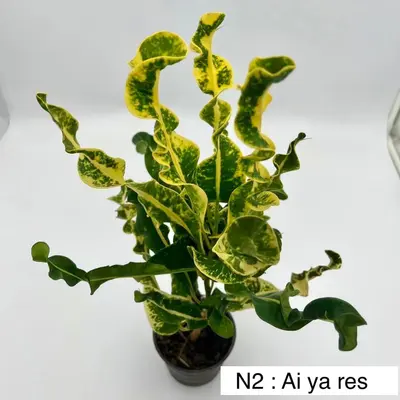 Croton Ai Ya Res — rare Croton plant from Thailand