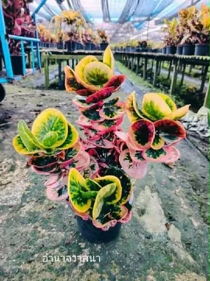 Croton Am Nad Wad Sa na — rare Croton plant from Thailand