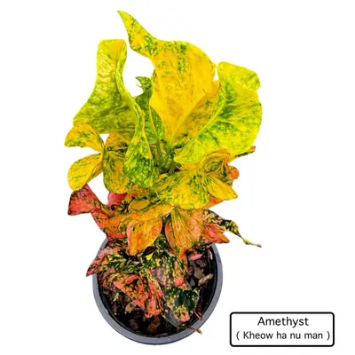 Croton Amethyst — rare Croton plant from Thailand