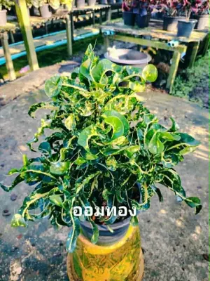 Croton Aom Thong — rare Croton plant from Thailand