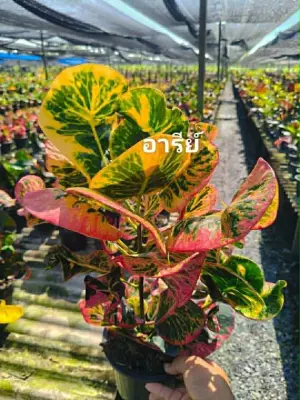 Croton Ari — rare Croton plant from Thailand