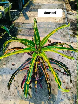 Croton At Sa Gan — rare Croton plant from Thailand