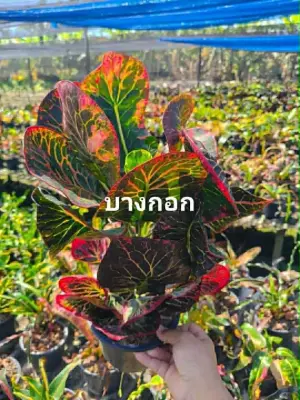 Croton Bang Kok — rare Croton plant from Thailand